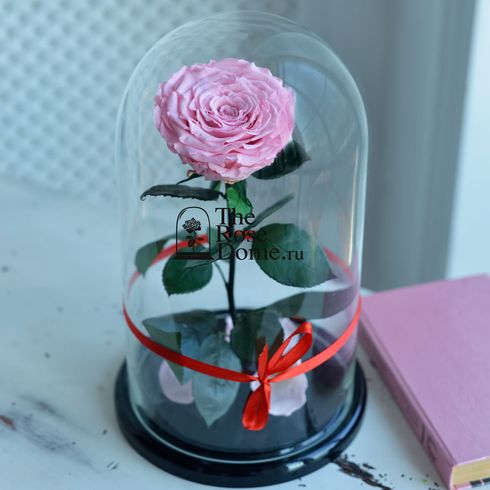 нежно-розовая роза в стеклянной колбе кинг