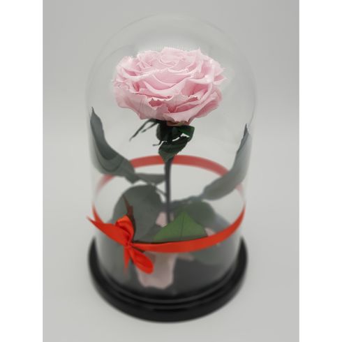 нежно-розовая роза в стеклянной колбе премиум