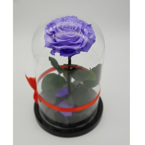 сиреневая роза в стеклянной колбе премиум
