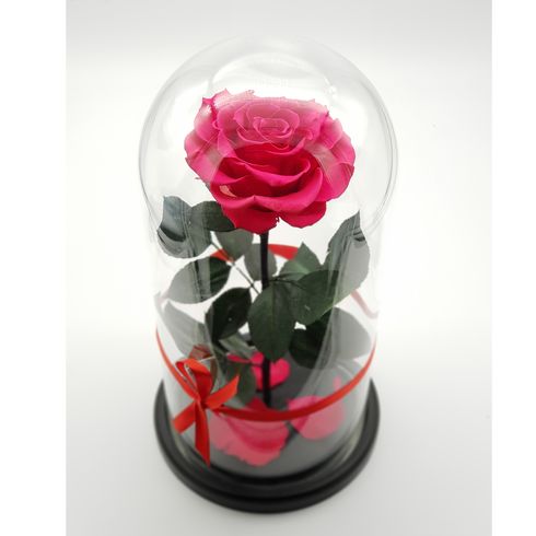 ярко-розовая роза в стеклянной колбе премиум