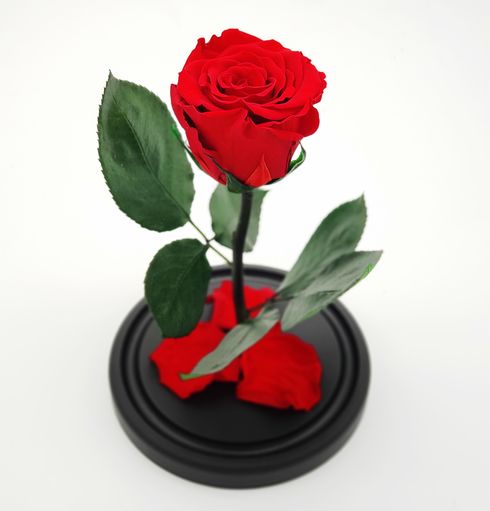красная роза в стеклянной колбе