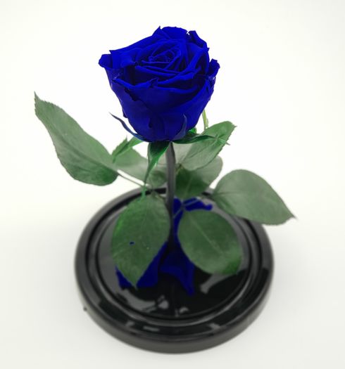 темно-синяя роза в стеклянной колбе