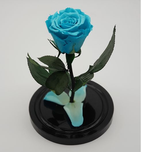 голубая роза мини в под куполом