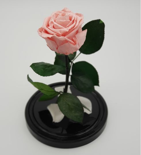 нежно-розовая вечная роза в стеклянной колбе мини