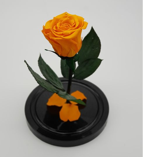 роза в стеклянной колбе оранжевого цвета