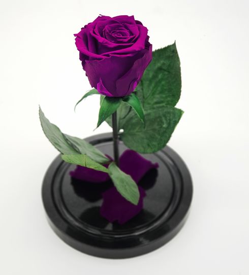 фиолетовая роза в стеклянной колбе