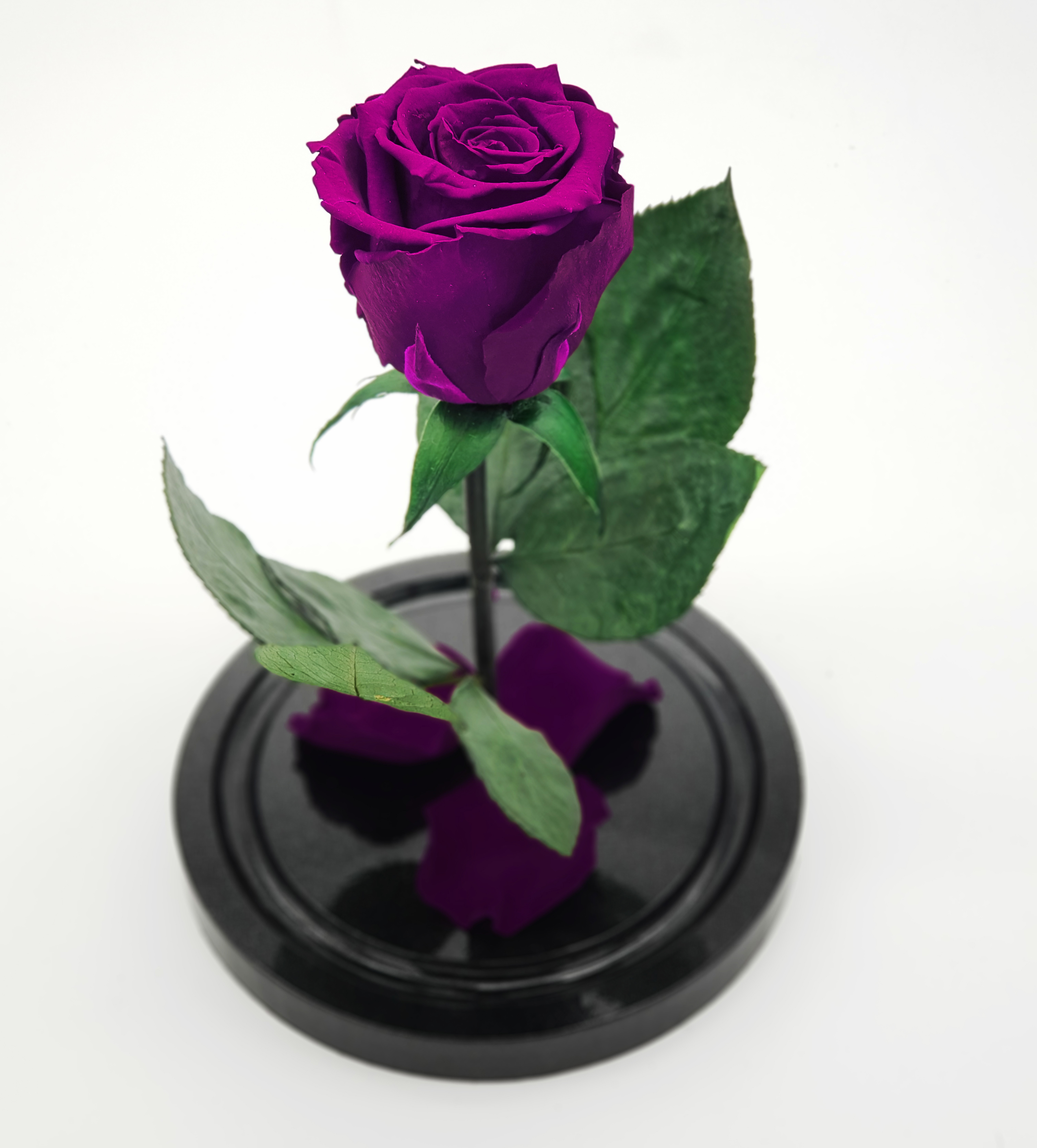 фиолетовая роза под стеклянным куполом