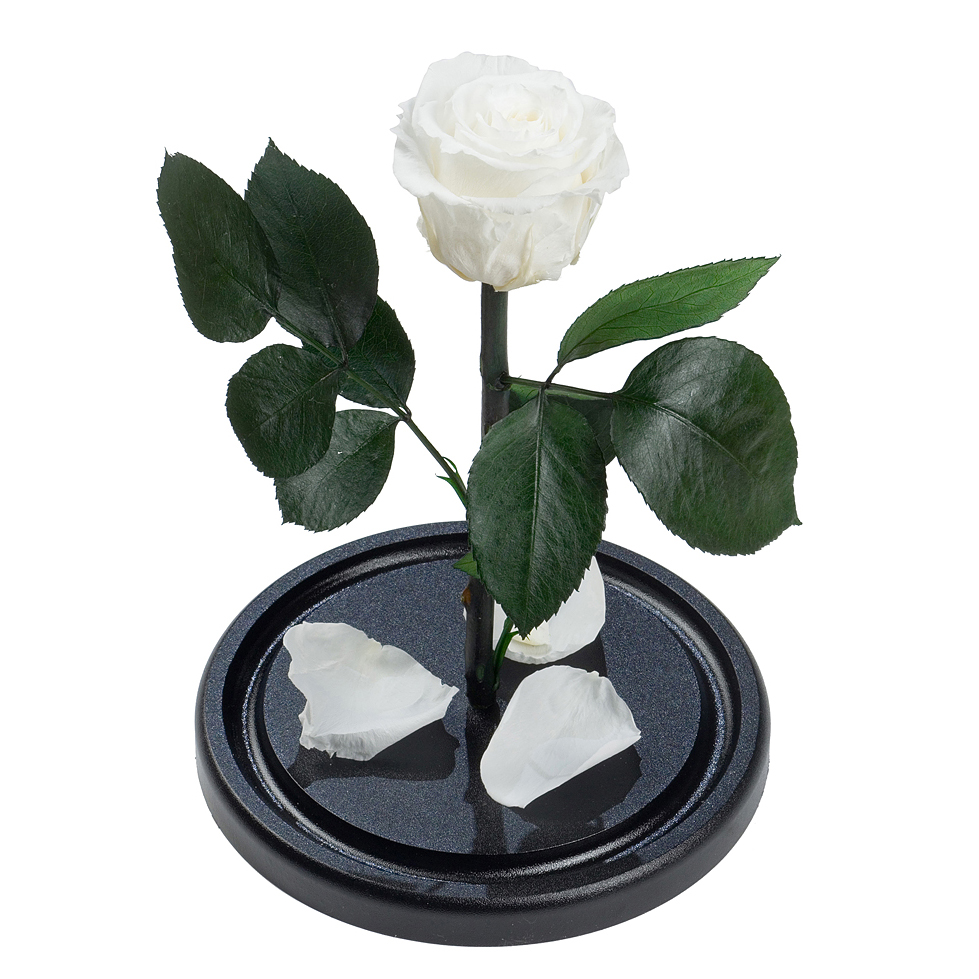 белая роза под стеклянным куполом премиум 