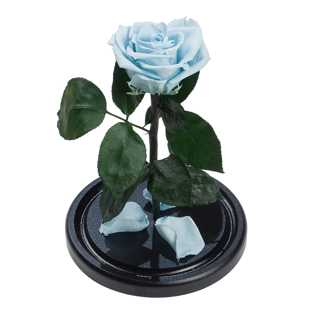 голубая роза под куполом премиум 