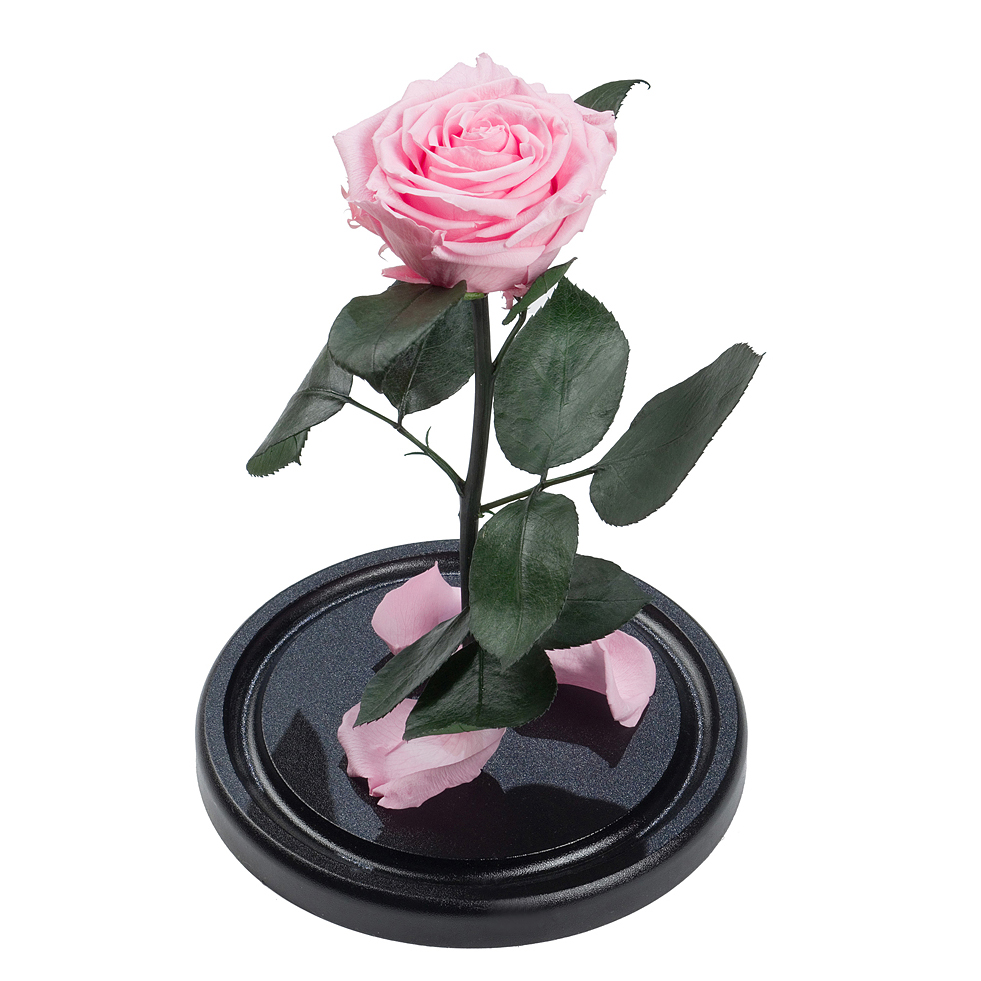 нежно-розовая роза под куполом премиум