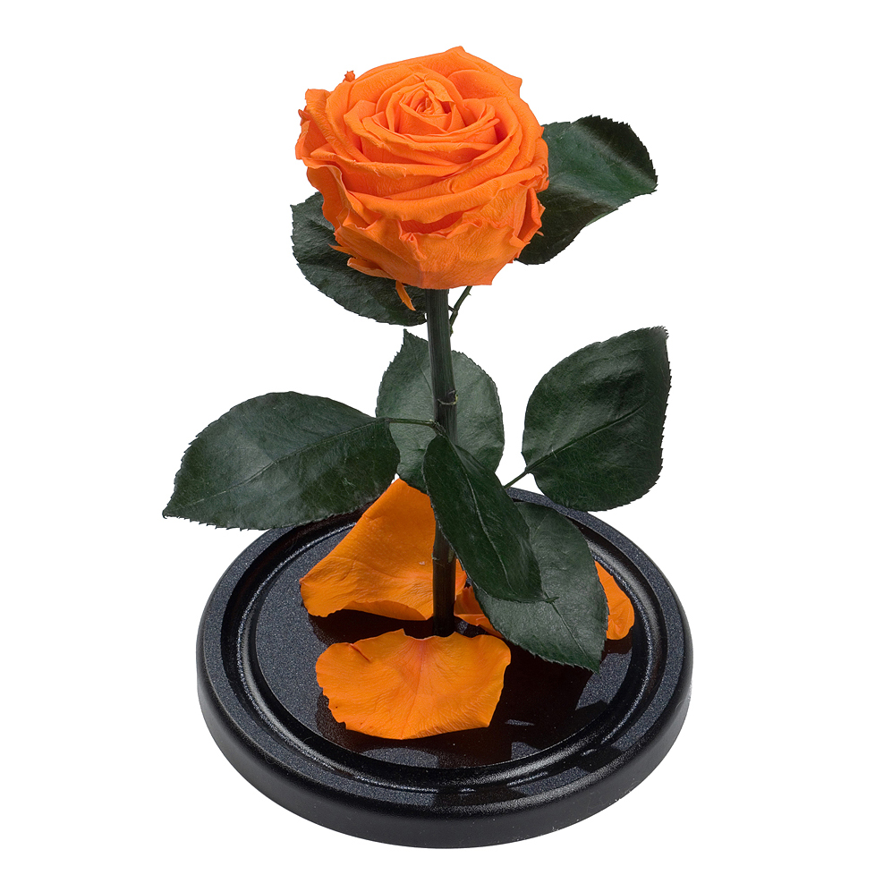 оранжевая роза под куполом премиум 