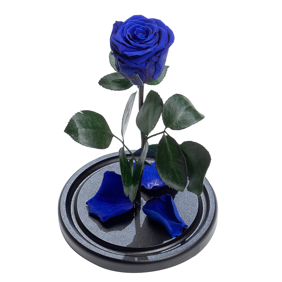 синяя роза под куполом премиум